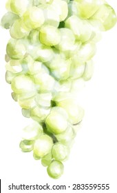 Watercolour grapes, scalable vector drawing