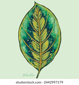 Watercolour hand drawn botanical tropical leaf art - prayers leaf (manta). For plant poster print, wall art decoration, card, sticker.