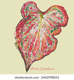 Watercolour hand drawn botanical tropical leaf art - pink heart caladium. For plant poster print, wall art decoration, card, sticker 