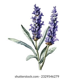 Lavanda dibujada a mano con acuarela. Arbusto de lavanda aislado sobre fondo blanco.Lavanda aislada sobre fondo blanco. Flor de rama de lavanda de Lilac. Ilustración de acuarela botánica