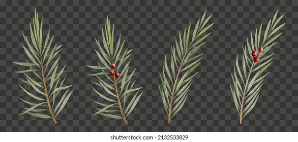 Watercolour hand paint set Branch of juniper with red berries isolated on transparent background, Vector illustration Nature element for Merry Christmas or New Year greeting card,winter,autumn banner