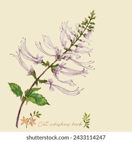 Watercolour illustration of Cat whiskers flower, hand drawn flower, asian herb