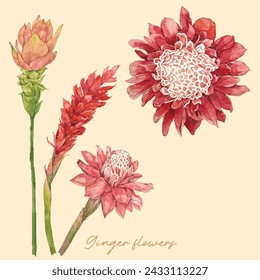 Ilustración de acuarela de flores de jengibre, antorcha de jengibre, flores tropicales 