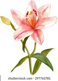 Watercolour lily, scalable vector graphic