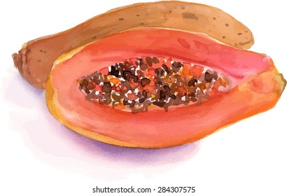 Watercolour papaya, scalable vector drawing