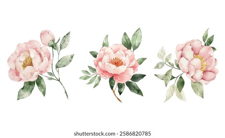Watercolour peonies clip art collection. Botanical elements isolated for wedding designs, home decor.