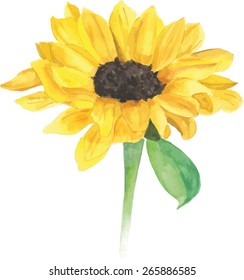 A watercolour sunflower, scalable vector drawing