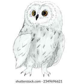 Watercolour - vector 4. Hand drawn bird owl-1.