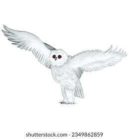 Watercolour - vector 6. Hand drawn bird owl-3.