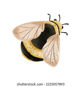 Watercolour vector art. Bee isolated for honey package. Summer element.
