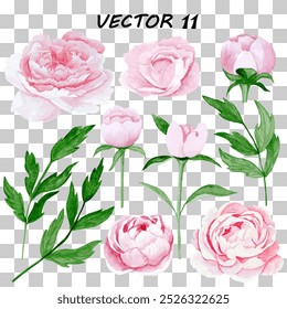 Watercolour - vector, isolated peonies, flowers and leaves. Set of isolated objects 11.