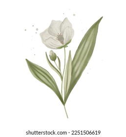 Watercolour white flower isolated. Lotus illustration. Botanical art