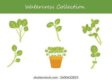 watercress collection in different style. Vector illustration.