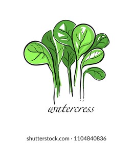 Watercress fresh culinary plant, green seasoning cooking herb for soup, salad, meat and other dishes hand drawn vector Illustrations on a white background