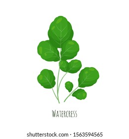 Watercress  green salad leaves vector illustration isolated on white background.