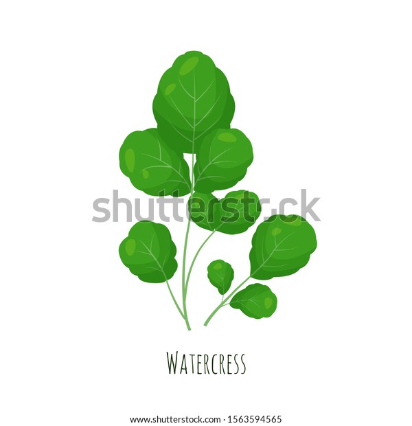 Watercress Green Salad Leaves Vector Illustration 스톡 벡터(로열티 프리 ...