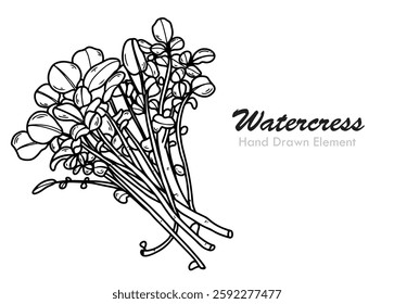 Watercress hand drawn black outline vector shape, simple, coloring page, farm produce, foodstuff, vegetables