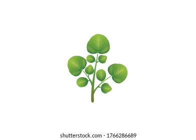 Watercress leaves vector illustration isolated on white background