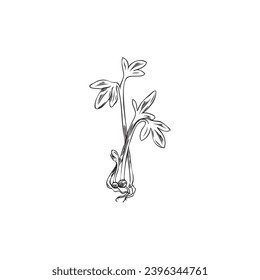 Watercress microgreens sprouts sketchy hand-drawn vector illustration isolated on white background. Watercress sprouted from seeds for microgreens salad and supplement.