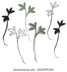 Watercress microgreens vector hand drawn illustration. Contour and green plant. Sprouts of Watercress plant. Set for design menu, logo, packaging of proper nutrition, microelements, healthy lifestyle.
