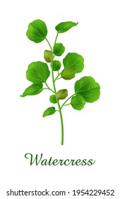Watercress plant, food green grasses herbs and plants collection, realistic vector illustration