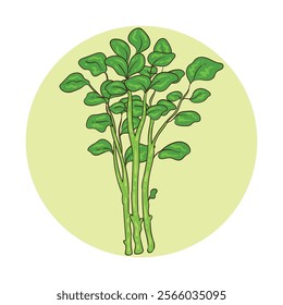 Watercress is a plant that is very rich in sulfur, nitrogen and iodine.