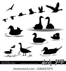 Aves acuáticas. Silueta de gansos y patos. Ilustración del vector