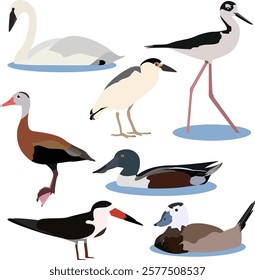 Waterfowl and duck illustrations depict these aquatic birds in their natural habitat, often near ponds, lakes, or wetlands. 