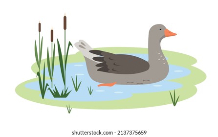Waterfowl Greylag Goose in pond or lake. Wild migratory Bird goose icon isolated on white background. Vector flat or cartoon illustration for nature or farm design.