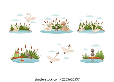 Waterfowl swimming in pond set. Ugly duckling fairy tale scenes cartoon vector illustration