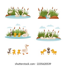 Waterfowl swimming in pond set. Ugly duckling fairy tale scenes. Lonely duckling finding new family cartoon vector illustration