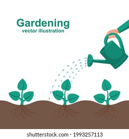 Watering can hold in hand. Watering, fertilizer young sapling falling drop of water isolated. Plant sprout. Vector illustration flat design. Isolated on white background. Give life to a young sprout. 