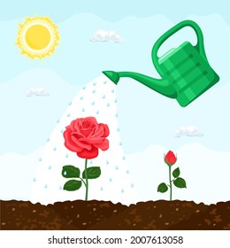 Watering can irrigated growing blooming rose. Flower bed care. Vector illustration of garden plants in cartoon flat style.