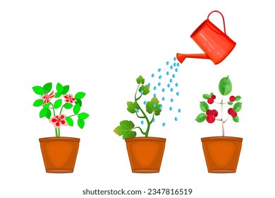 Aguas y plantas en olla. Las flores se regan con la lata de agua roja. Tres macetas de flores con diferentes macetas de flores regan desde recipientes de agua.Plantas de crecimiento e irrigación.Ilustración vectorial