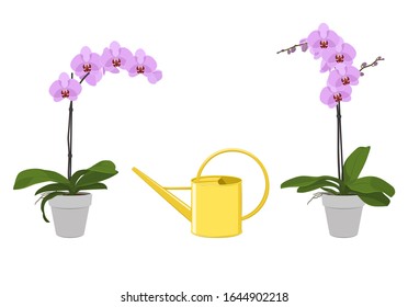 The watering can stands between the flowers.