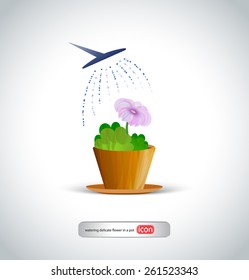 watering delicate flower in a pot
