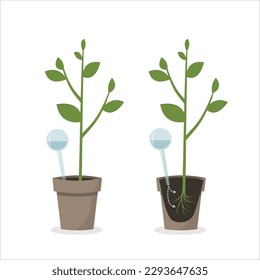Watering globe for potted plants. Self watering system.