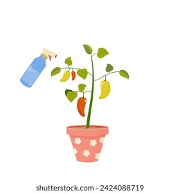 Watering and growing tomato peppers in a pot on the balcony. Home growing concept in cartoon style