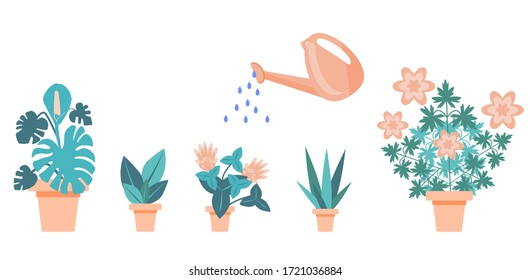 Watering home flowers from a watering can. Collection of domestic plants including monstera isolated on a white background. Vector illustration in flat style. Delicate composition of indoor plants.