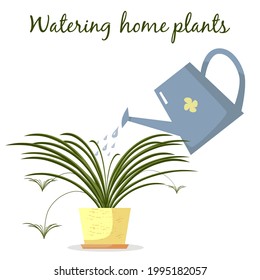 Watering home plants Chlorophytum in pots with watering can on white background. Flat vector illustration. House plants care