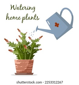 Watering home plants Schlumbergera in pots with watering can on white. Flat vector illustration. House plants care