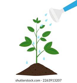 Watering plant from a Pot. Pouring Water to Plant. Gardening. Growing plants. Vector illustration Isolated on White Background.