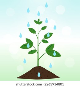 Watering plant. Pouring Water to Plant. Gardening. Growing plants. Vector illustration Isolated on White Background.
