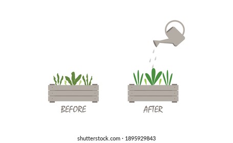 Watering Plants Concept Beforeafter Vector Illustration Stock Vector ...