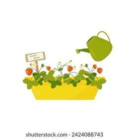 watering potted strawberries. Home growing concept in cartoon style for card, print, sticker, postcard. 