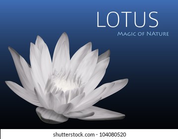 Waterlily Background Vector Design
