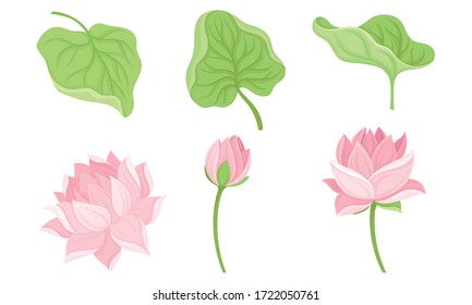 Waterlily Flower and Its Parts Isolated On White Background Vector Set