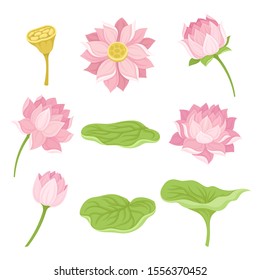 Waterlily Flower and Its Parts Vector Set Isolated On White Background