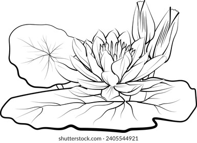 Waterlily  flower vector, elements summer collection, hand-painted Egyptian lotus flower coloring pages, lotus vector sketch, pencil art