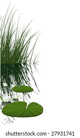 waterlily and green plants
